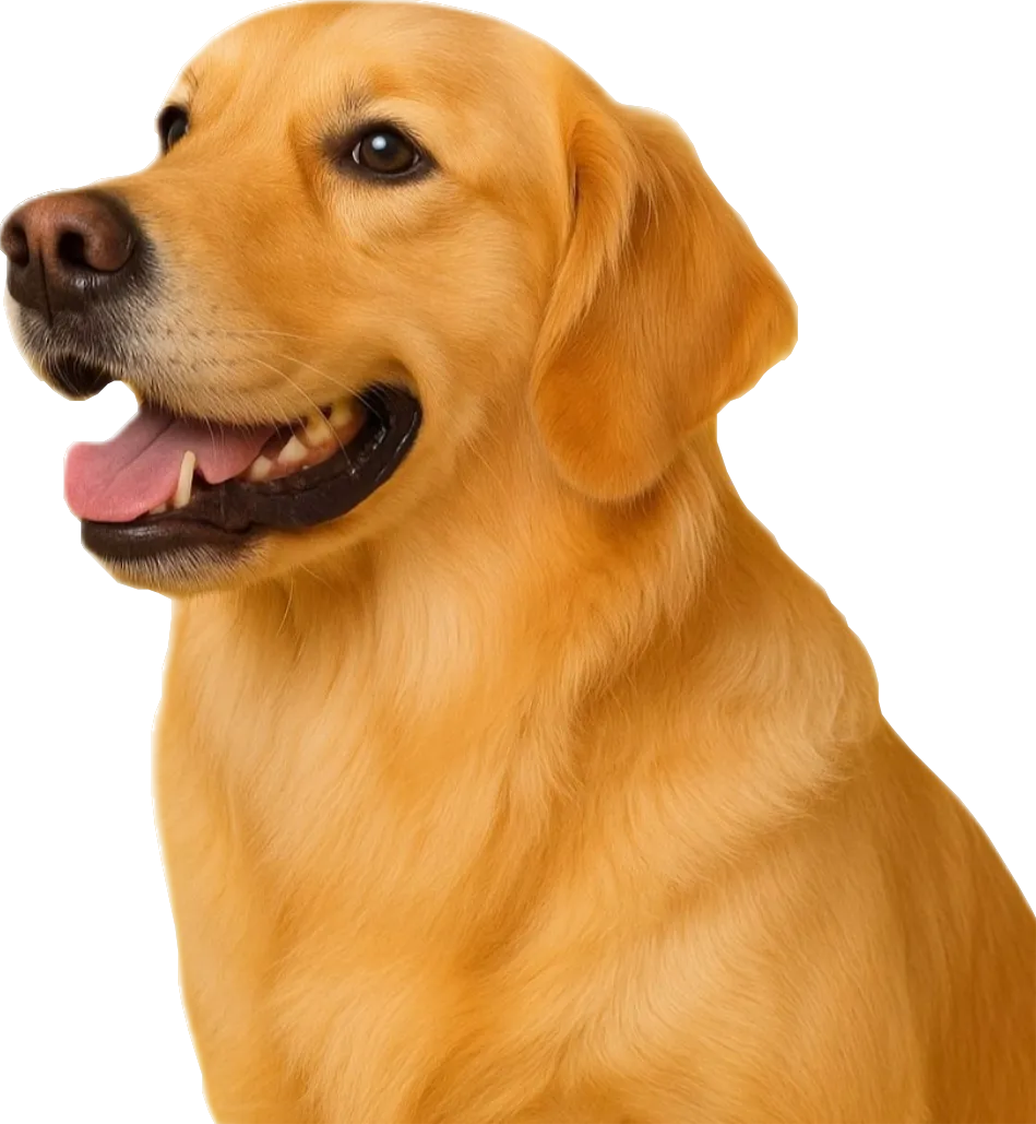 Собаки